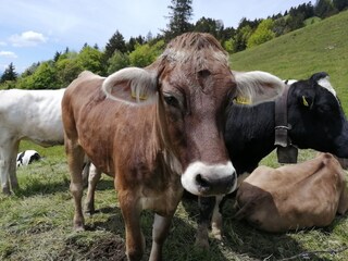 the "aboriginees" in the alps