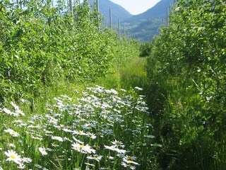 Unsere Bioland-Apfelanlagen
