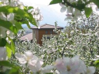 Apfelblüte im Frühjahr