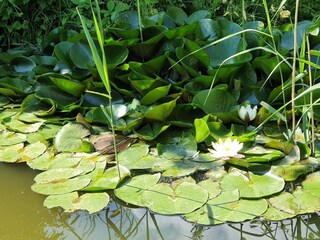 Ferienhaus Vaeggerløse  14