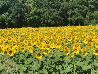 Casa de vacaciones Saint-Bris-des-Bois Entorno 38