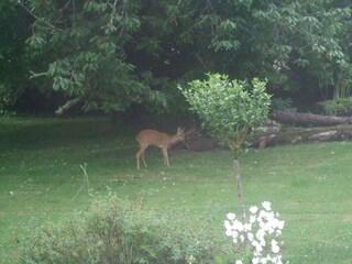 Vakantiehuis Saint-Bris-des-Bois Buitenaudio-opname 4