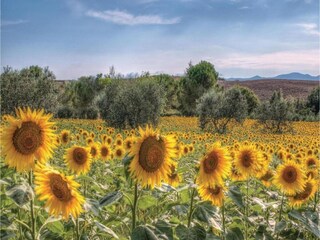 Vakantiehuis Montopoli in Val d'Arno Omgeving 36