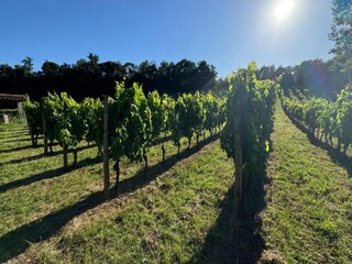 Vakantiehuis Montopoli in Val d'Arno Omgeving 37