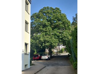 Vor!!! dem Baum links abbiegen... Ziel erreicht