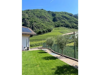 Garten mit Weinbergen