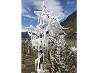 Frostberegnung während der Apfelblüte