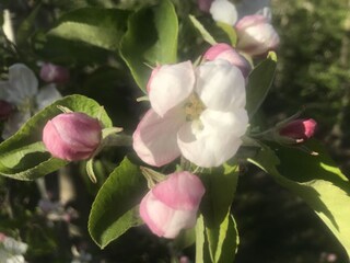 Apfelblüte im April im Etschtal