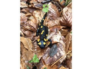 Vakantieappartement Terlan Omgeving 40