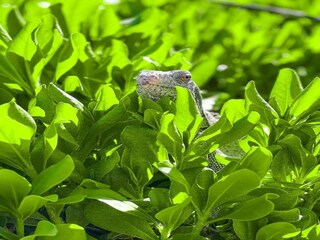 Villa Jan Thiel Omgeving 32