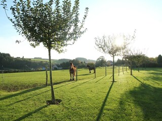 Casa per le vacanze Maredret Registrazione all'aperto 6