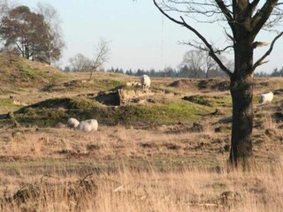 Vakantiehuis Noordwolde Omgeving 30