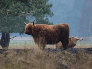 Vakantiehuis Noordwolde Omgeving 38