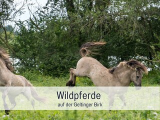 Appartamento per vacanze Steinberg (Angeln) Ambiente 33