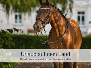 Appartamento per vacanze Steinberg (Angeln) Registrazione all'aperto 6