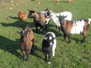 Chalet Kerkwerve Ambiente 15