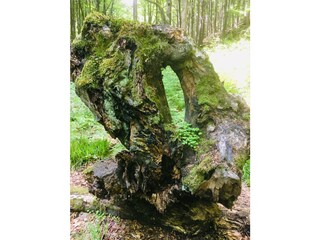 Villa Ilsenburg Omgeving 15