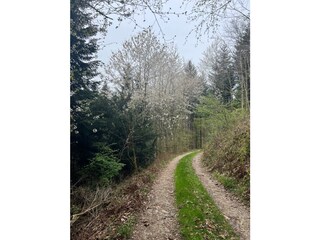 Vakantieappartement Waldkirch Omgeving 28