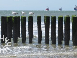 Casa per le vacanze Westkapelle Ambiente 23