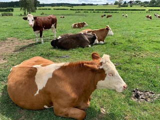 Apartamento Büllingen Entorno 37