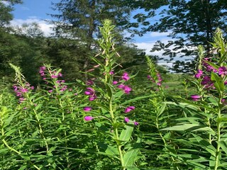 Apartamento Büllingen  40