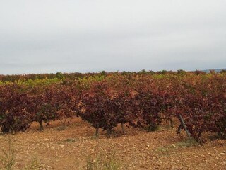 Fattoria Dueñas Ambiente 33