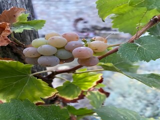 Maison de vacances Bilice  38