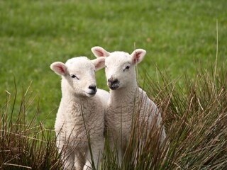Casa per le vacanze Appelscha Ambiente 17