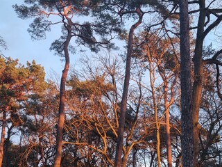 Ruhe finden im Kiefernwald