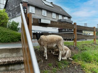 Apartment Medebach Outdoor Recording 12