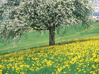 Ferienpark Geijsteren Umgebung 14