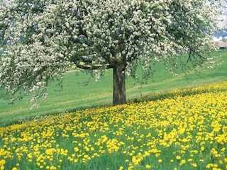 Ferienpark Geijsteren Umgebung 8