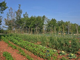vegetable garden