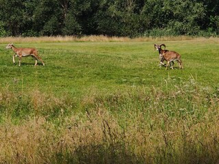 Casa per le vacanze Göhren-Lebbin Ambiente 36