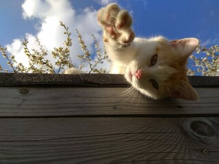 Unser Kater Edgar wohnt auch hier