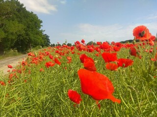 Wunderschöne Mohnblühte