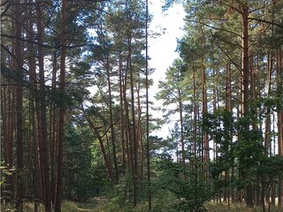 Wald von Neuhaus