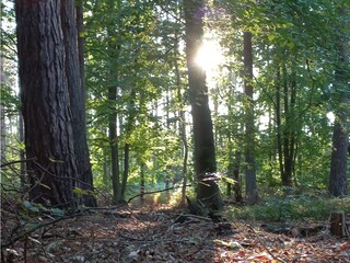 Wald von Neuhaus