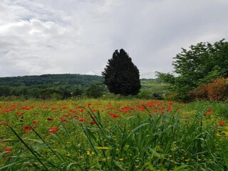 Vakantiepark San Donato in Poggio Omgeving 34