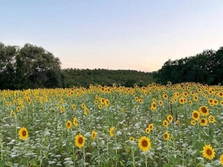 Parco vacanze San Donato in Poggio Ambiente 38