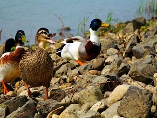 Vakantiepark Arcen Omgeving 22