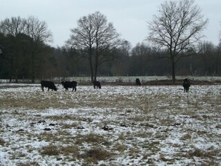 Vakantiehuis Stramproy Omgeving 28