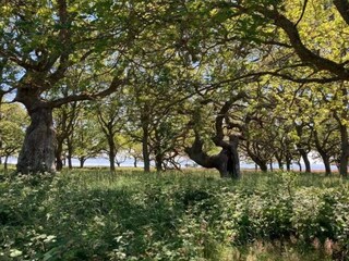 Maison de vacances Nysted  29