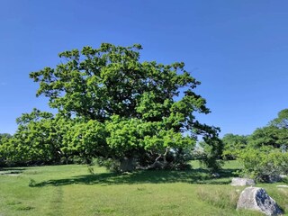 Casa per le vacanze Nysted  8