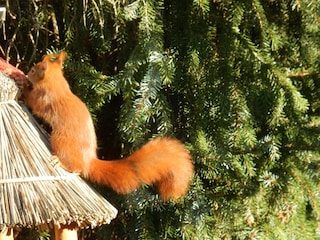 Eichhörnchen in Arbeit