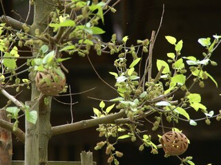 our mulberry tree blossoms