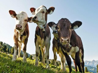 Apartamento Königsleiten  35