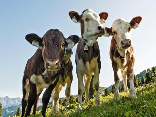 Appartamento Königsleiten  31