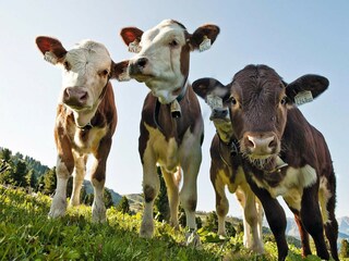 Appartamento Königsleiten  15