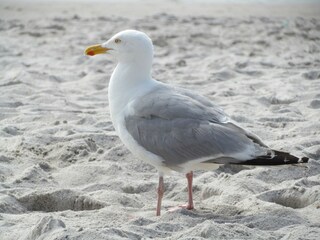 Möwe